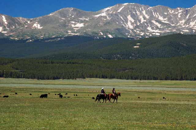 cattlemen round up the herd